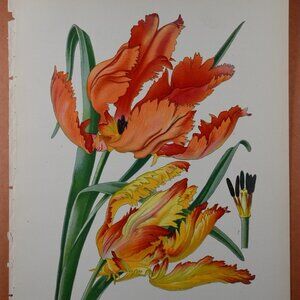 Edward Step - Chromolithograph - Tulip Book Illustration - 1897.